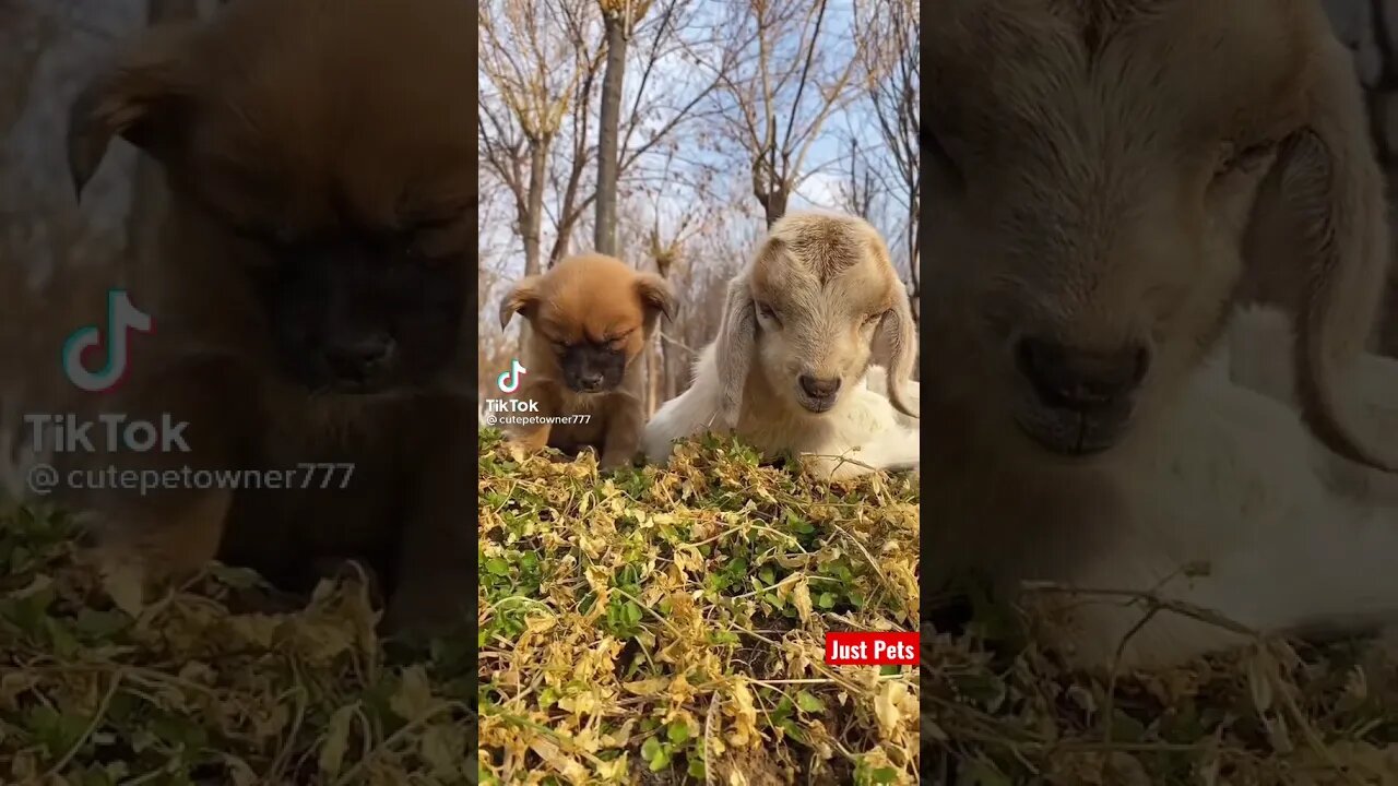 Cutes animal video you will ever see #shorts #cute #tiktok #funnyvideos