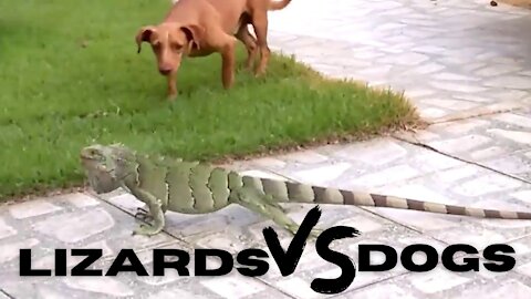 Lizards vs. Dogs