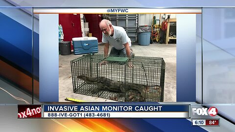 Rare lizard caught by FWC officers