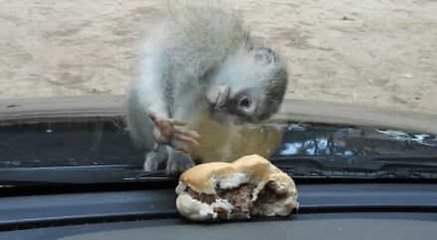 Monkey tries to eat burger...through glass!