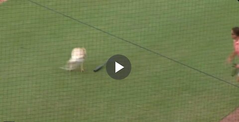 NEW: The Phillies' minor league bat dog, Lucy May, a 10-month-old Labrador retriever...