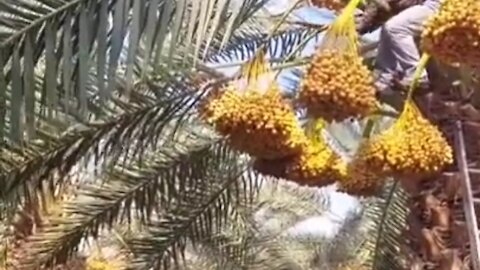 Kurma fruit harvest