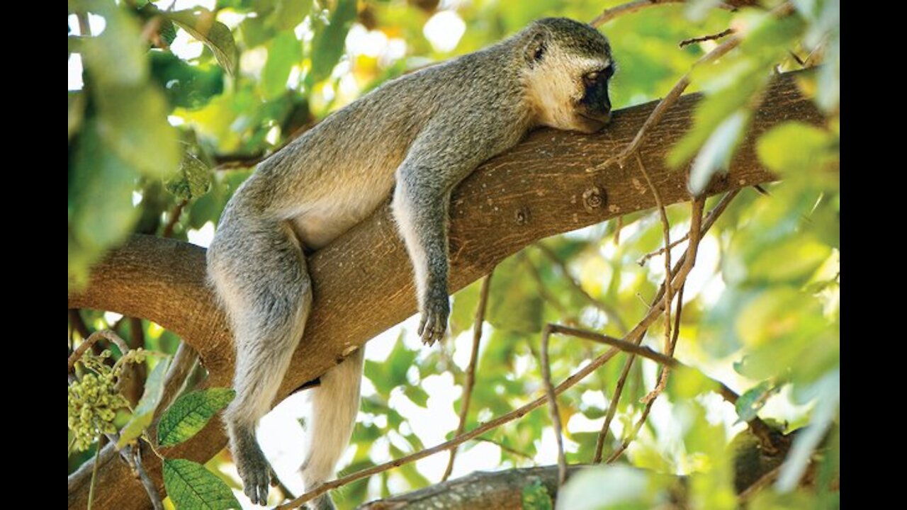 Relaxed monkey