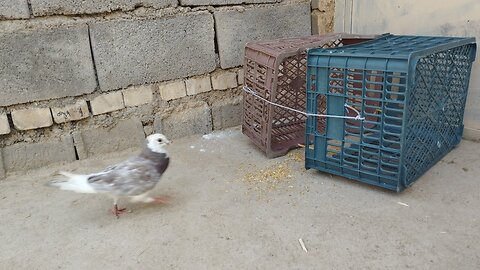 Making a bird trap (pigeon) with a basket and draw a simple face - pigeon trap