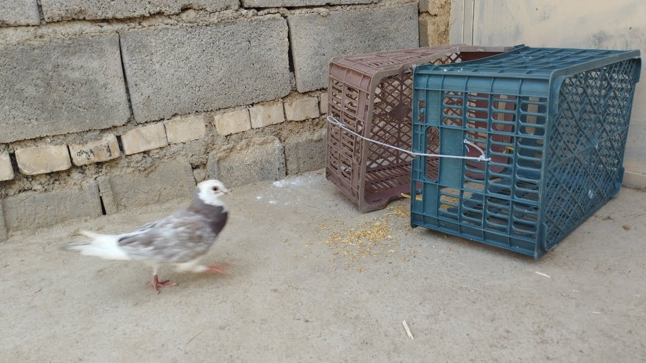 Making a bird trap (pigeon) with a basket and draw a simple face - pigeon trap