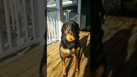 Rottweiler Just Say No 🤣 #rottweiler #shorts