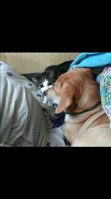 Cat sits on a dog under a blanket