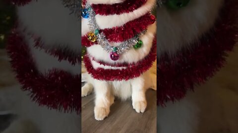 CUTE CHRISTMAS DOG....#SHORTS