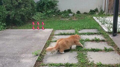 🐱🥰😻#rainyday with #birdies 😻🥰😽