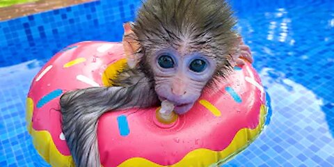 Monkey Baby Bon Bon eats rainbow oreo and swims with puppy, koi fish, goldfish