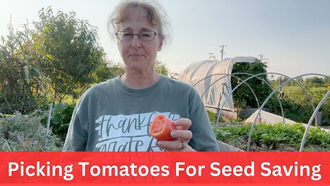 Picking Tomatoes To Save Seeds