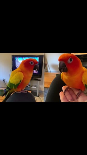 Parrot does happy dance after tasting flour
