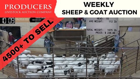 3/7/2023 - Producers Livestock Auction Company Sheep & Goat Auction