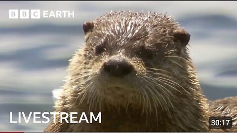 O LIVE: Amazing Otter Moments