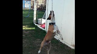 Cute Dog Can't Let Go