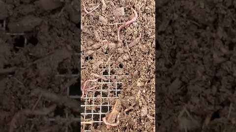 Grow your own FERTILITY 🌾 #permaculture #compost #farm #homesteading #gardening