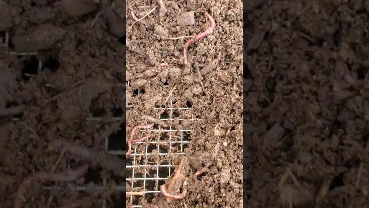 Grow your own FERTILITY 🌾 #permaculture #compost #farm #homesteading #gardening