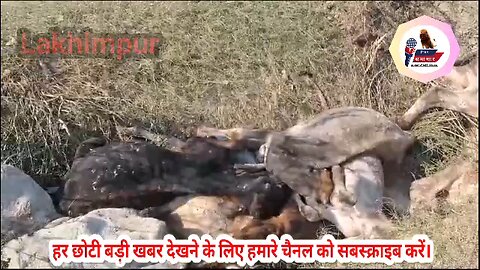 गौशाला में सैकड़ों गायों की हुई मौत,