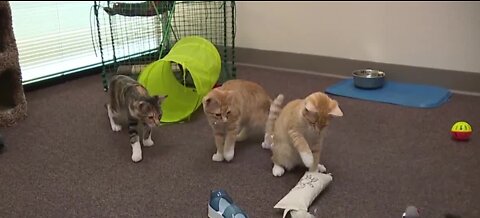 Rescued Treasures Cat Cafe opens