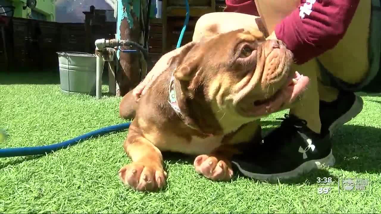 The Dog Bar in St. Pete to give baths to furry friends to raise money for one of their own
