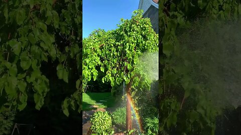 Watering the Berry Tree, front yard. Summer is here!