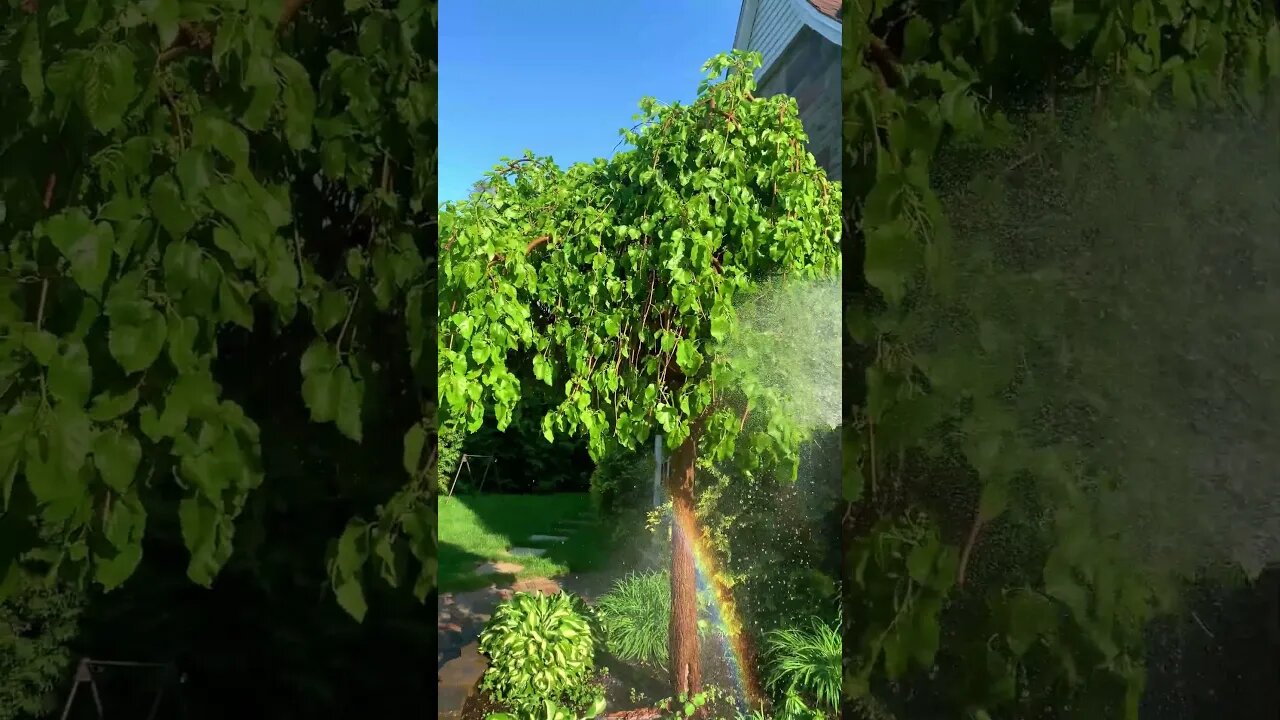 Watering the Berry Tree, front yard. Summer is here!