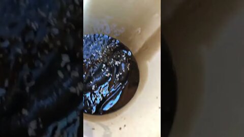 Surprise in the bottom of my oil container