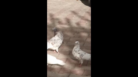 MY Pigeons #pigeonshort #pigeons#kabutar #shorts #trending