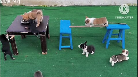 Lets See Which Puppy wins😁😁😱😱