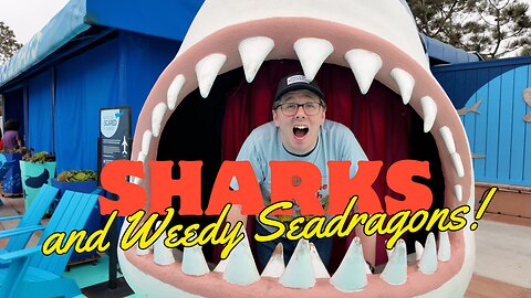 Check out the Sharks and Weedy Seadragons at Birch Aquarium