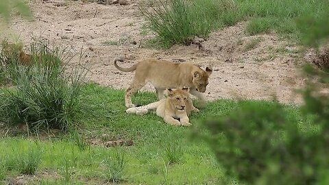 Wild Lion Cubs Copyright Free Animal Documentary Videos