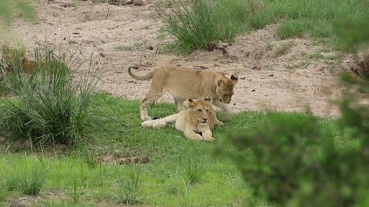 Wild Lion Cubs Copyright Free Animal Documentary Videos