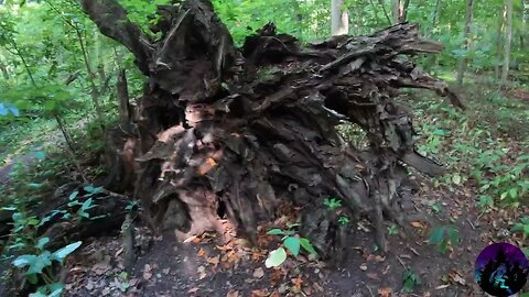 Shank Lake Foraging Walk