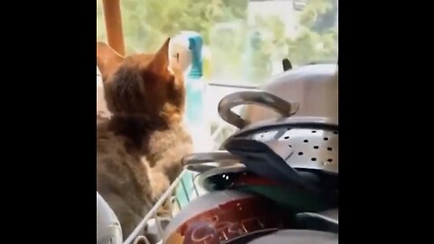Cat funny videos