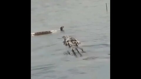 Phantom vs Crocodile 🐊 #UbertainmentFun #Shorts #ytshorts #Dogs #Animals #Fun
