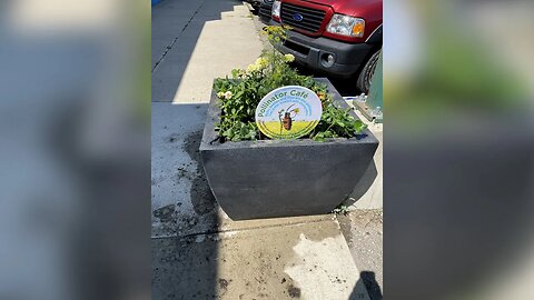 More Pollinator Cafés Coming To Lethbridge | July 13, 2023 | Micah Quinn | Bridge City News