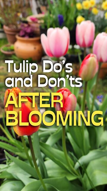 Do's & Don'ts After Tulips Are Done Flowering