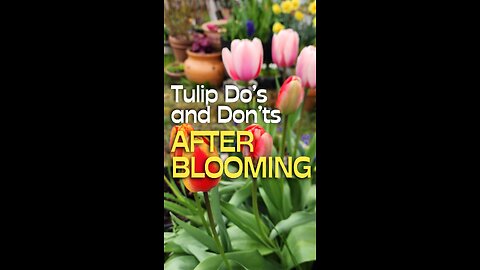 Do's & Don'ts After Tulips Are Done Flowering