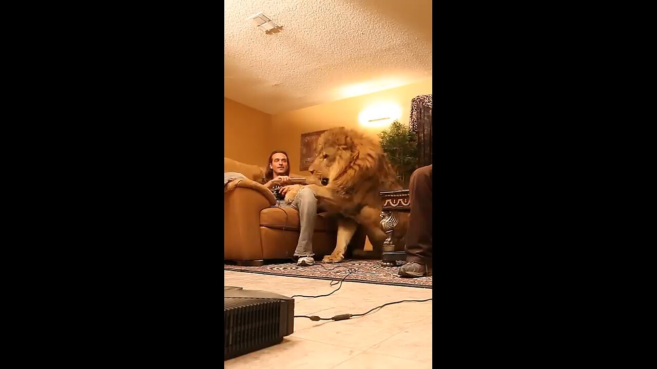 Lion Want To Play Video games😄