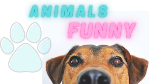 Animals Funny 2021 / Animais engraçados 2021