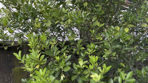 Picking fruit