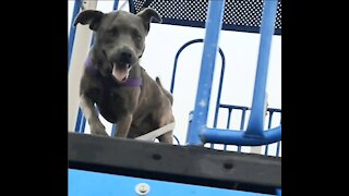 Dog In Playground CLAIRE BEAR RIDES AGAIN