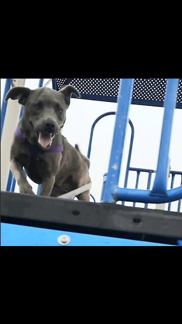 Dog In Playground CLAIRE BEAR RIDES AGAIN