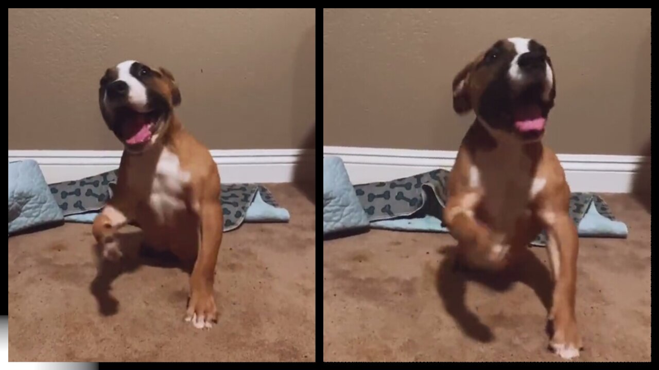 Happiest dual amputee tap dancing rescue puppy you’ll ever see!