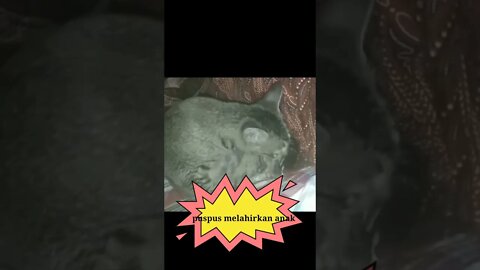 #shorts Mpus melahirkan..😁😁😁