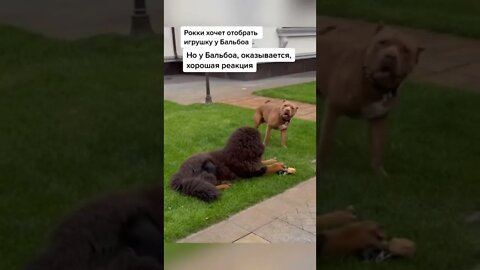 #shorts Смешные Собаки Из Тик Тока 214 Funny Dogs From Tiktok