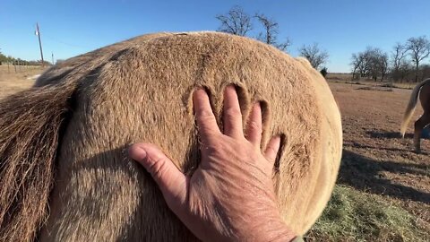 Why Horse Love A Bucket - Grain Is NOT Food & Gate Locking Tip For Lester - If He Is Using A Nail