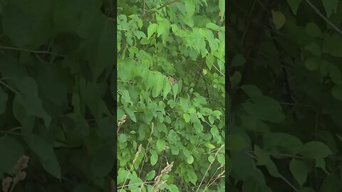 rare butterfly #shorts