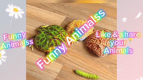 Funny Animalss 01