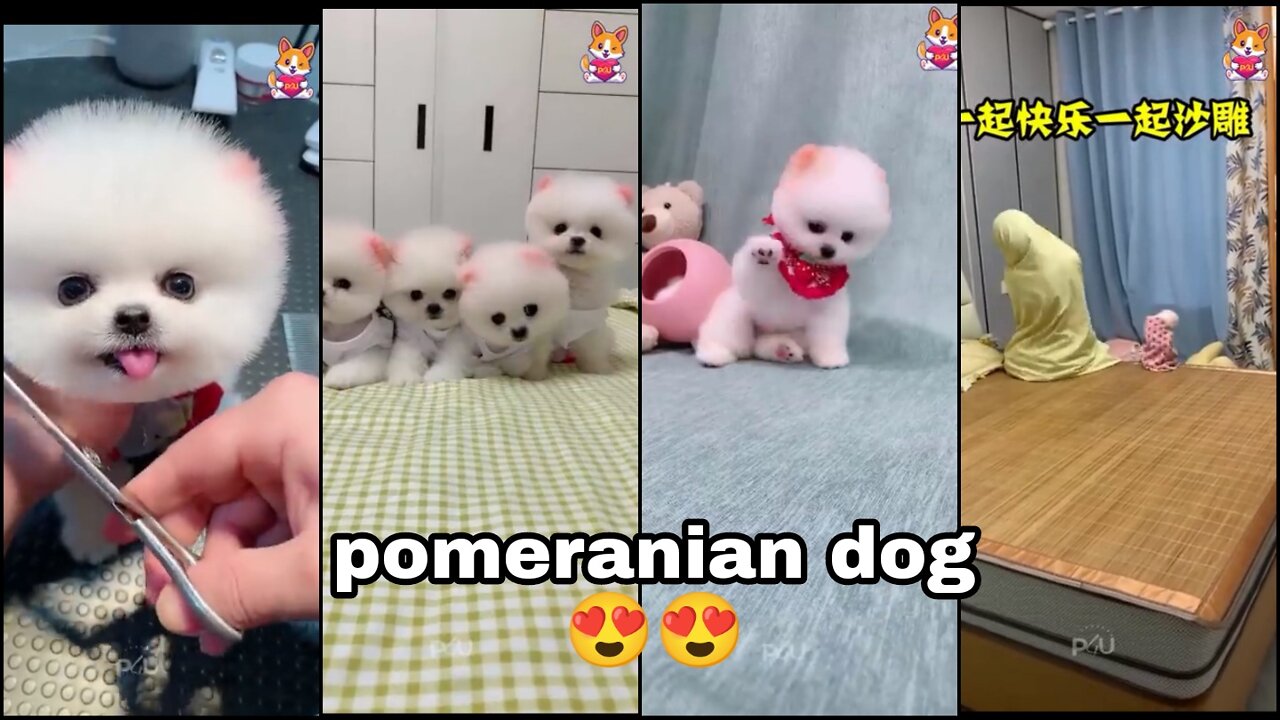pomeranian dog 🐶 cute funny video